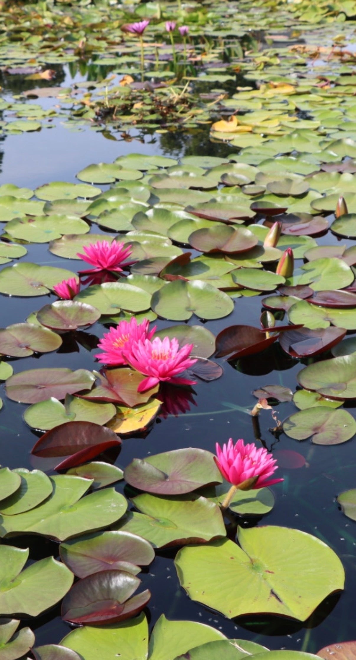 WaterLily Whispers